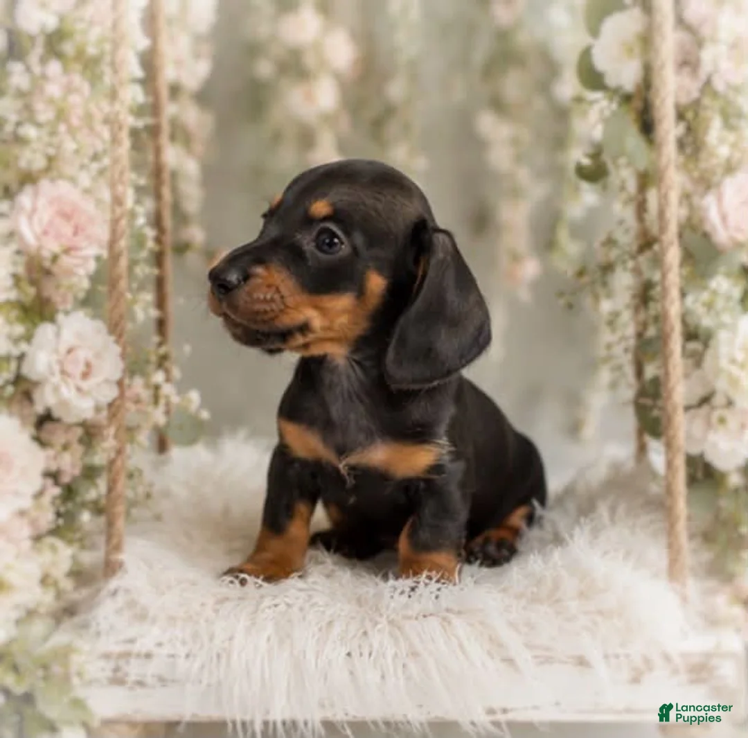 Miniature Dachshund dogs for sale: Lorenzo   1.10lbs on 6/30 - Ad 2