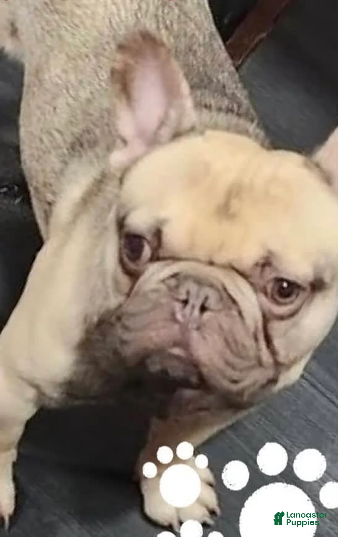 French Bulldog dogs for sale: Blessing - Ad 25