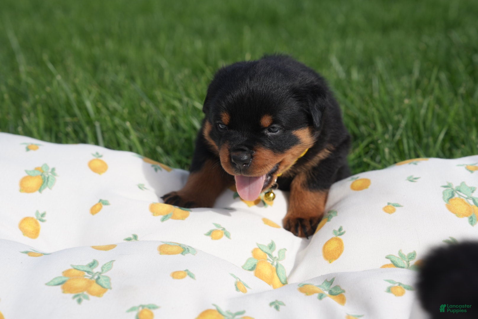 Rottweiler dogs Abby - Ad 2