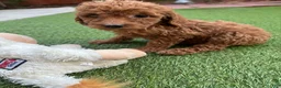 Standard Poodle dogs for sale: Daisy - Ad 3