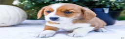 Mixed Breed dogs for sale: Coco - Ad 18