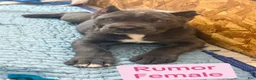 Cane Corso dogs for sale: Rumor - Ad 1
