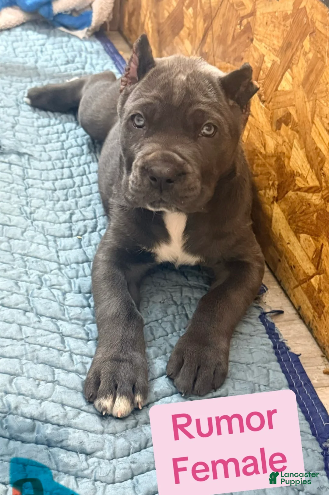 Cane Corso dogs for sale: Rumor - Ad 1