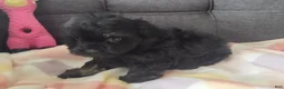 Yorkiepoo dogs for sale: Pearl - Ad 7