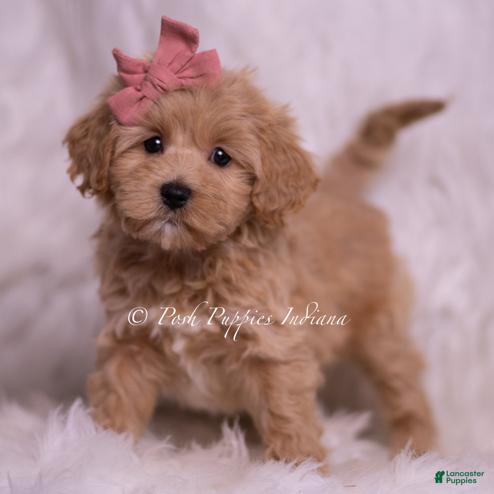 Maltipoo dogs Joanna - Ad 30