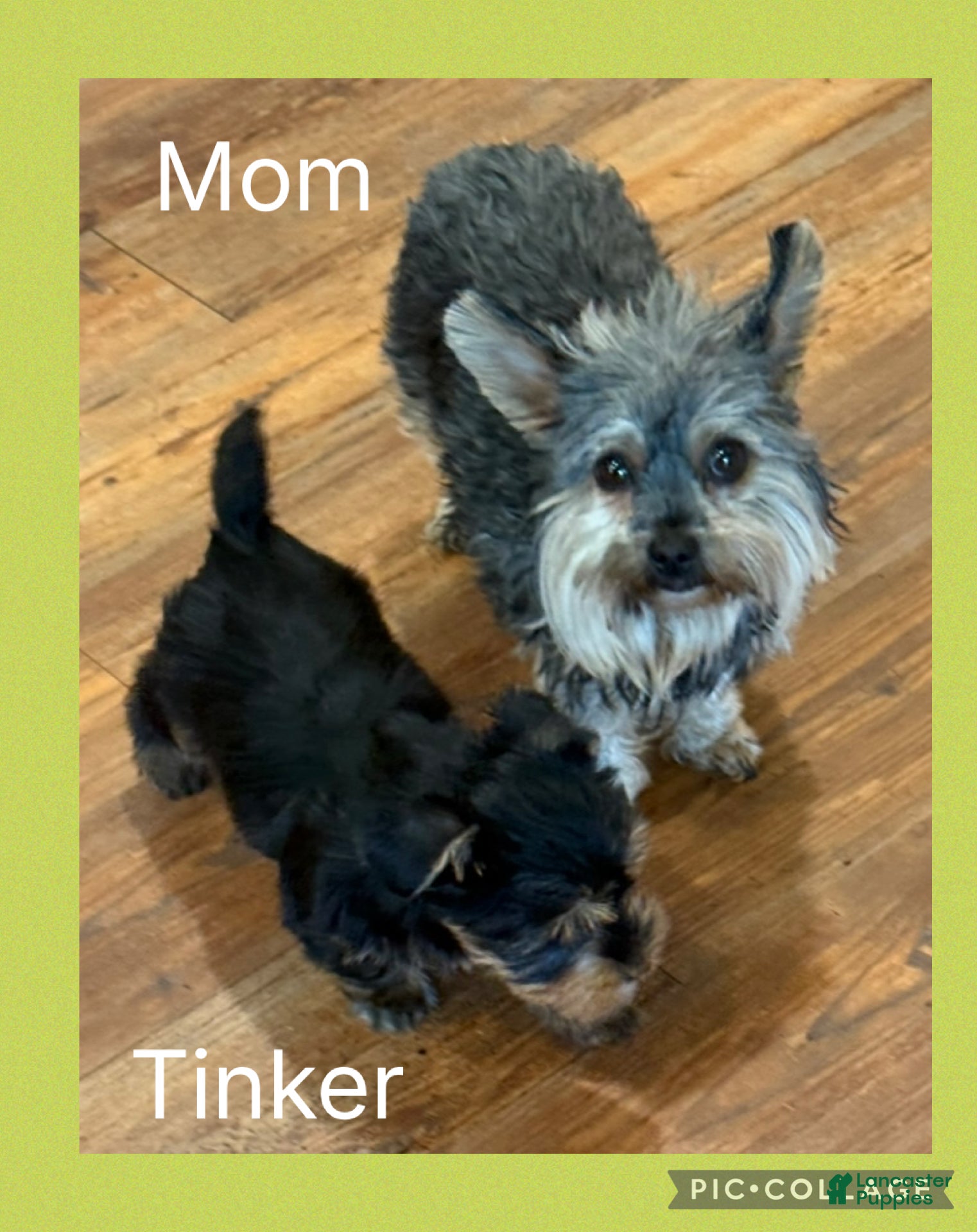 Yorkshire Terrier dogs Yorkshire Terrier Puppy 1 Tinker - Ad 2