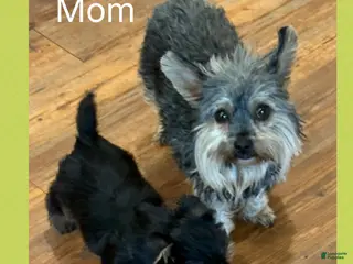 Yorkshire Terrier dogs for sale: Yorkshire Terrier Puppy 1 Tinker - Ad 2