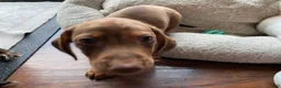 Miniature Dachshund dogs for sale: Arthur 👑 - Ad 5