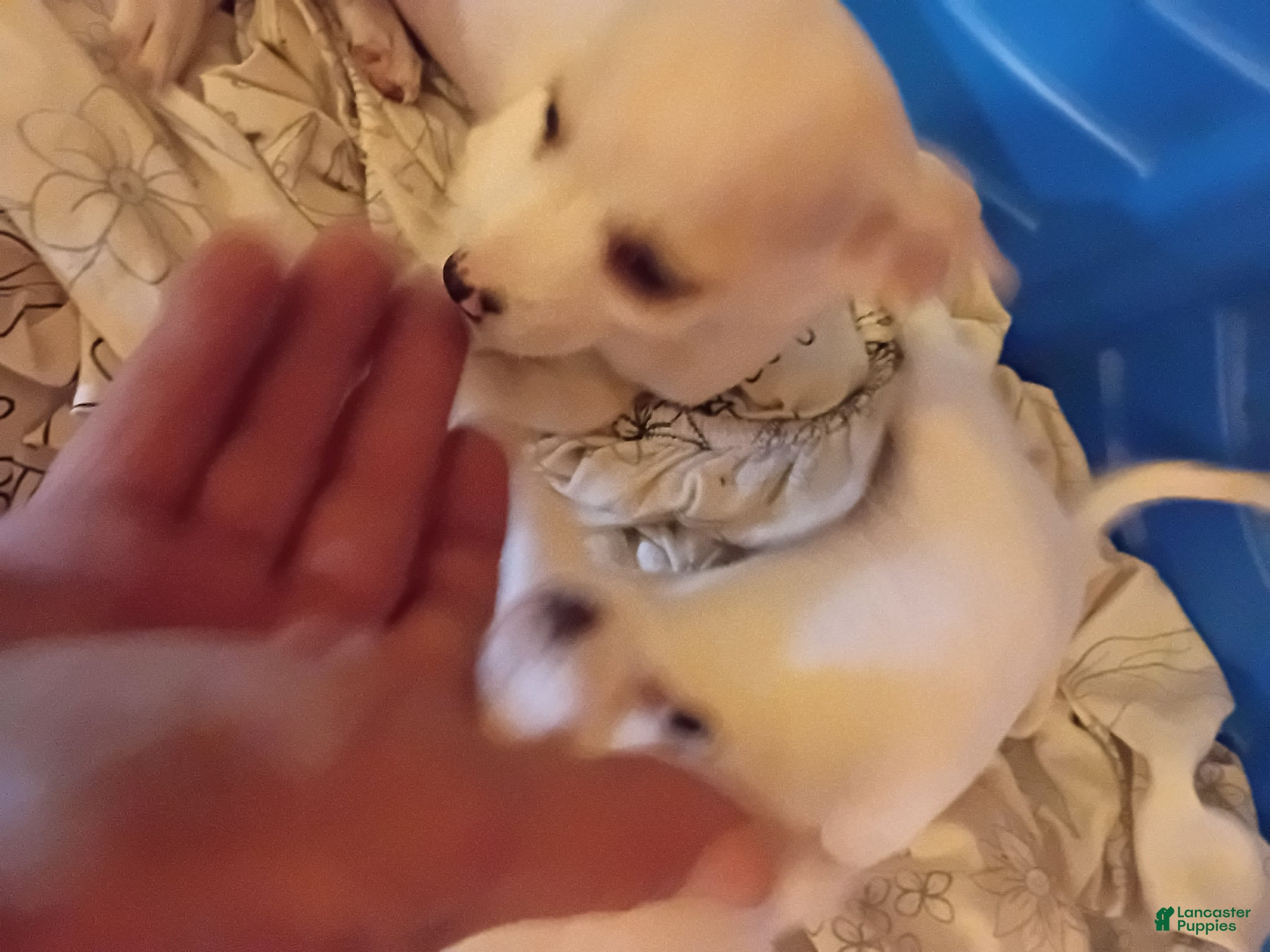 Jack Chi dogs Jack Chi Puppy 3 - Ad 7