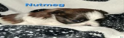 Shih Tzu dogs for sale: Nutmeg - Ad 2