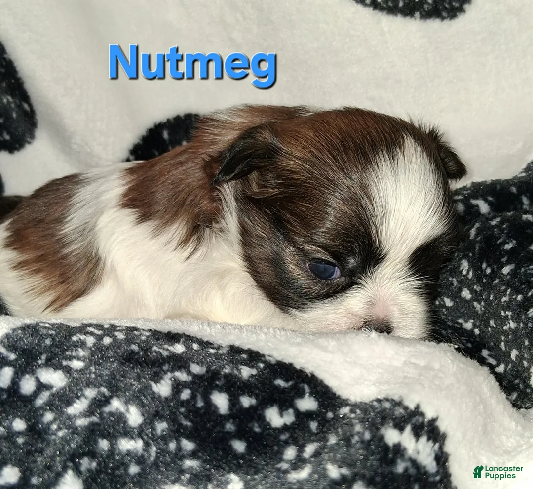 Shih Tzu dogs for sale: Nutmeg - Ad 2