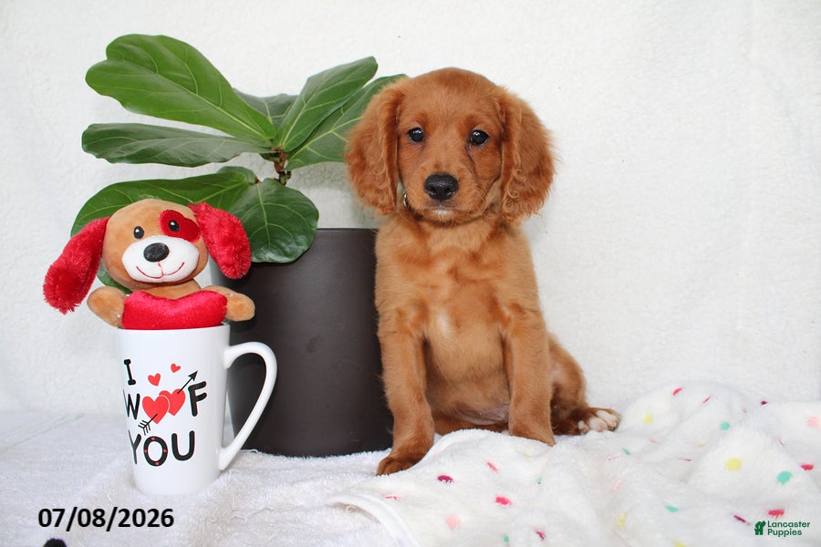 Cavapoo dogs Skyler - Ad 1