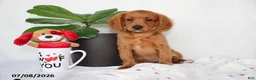 Cavapoo dogs for sale: Skyler - Ad 1
