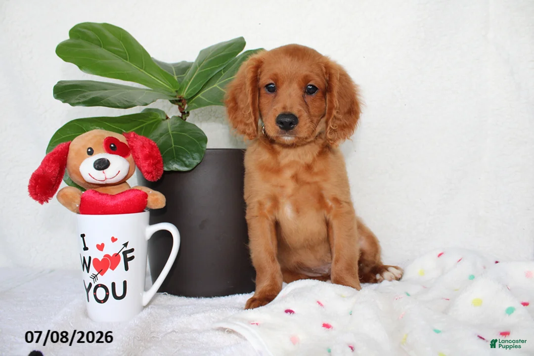 Cavapoo dogs for sale: Skyler - Ad 1