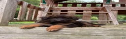 German Shepherd dogs for sale: Gracie - Ad 4