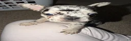 French Bulldog dogs for sale: French Bulldog 1 - Ad 4