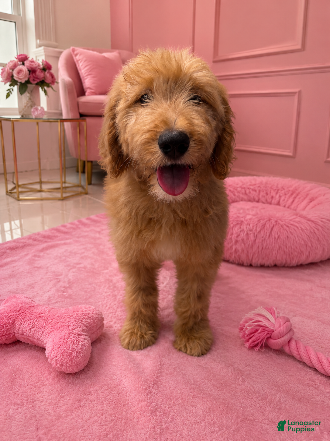 Goldendoodle dogs Hazel  - Ad 21