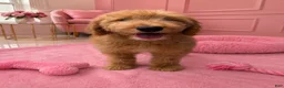 Goldendoodle dogs for sale: Hazel  - Ad 1