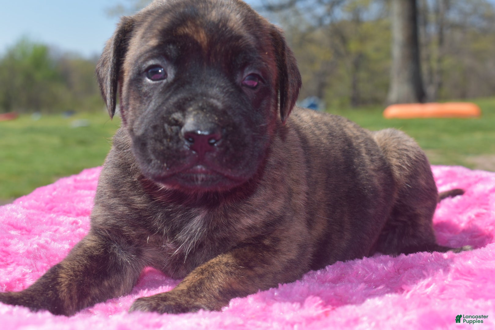 English Mastiff dogs Jessie (brindle) - Ad 7