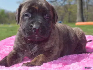 English Mastiff dogs Jessie (brindle) - Ad 7