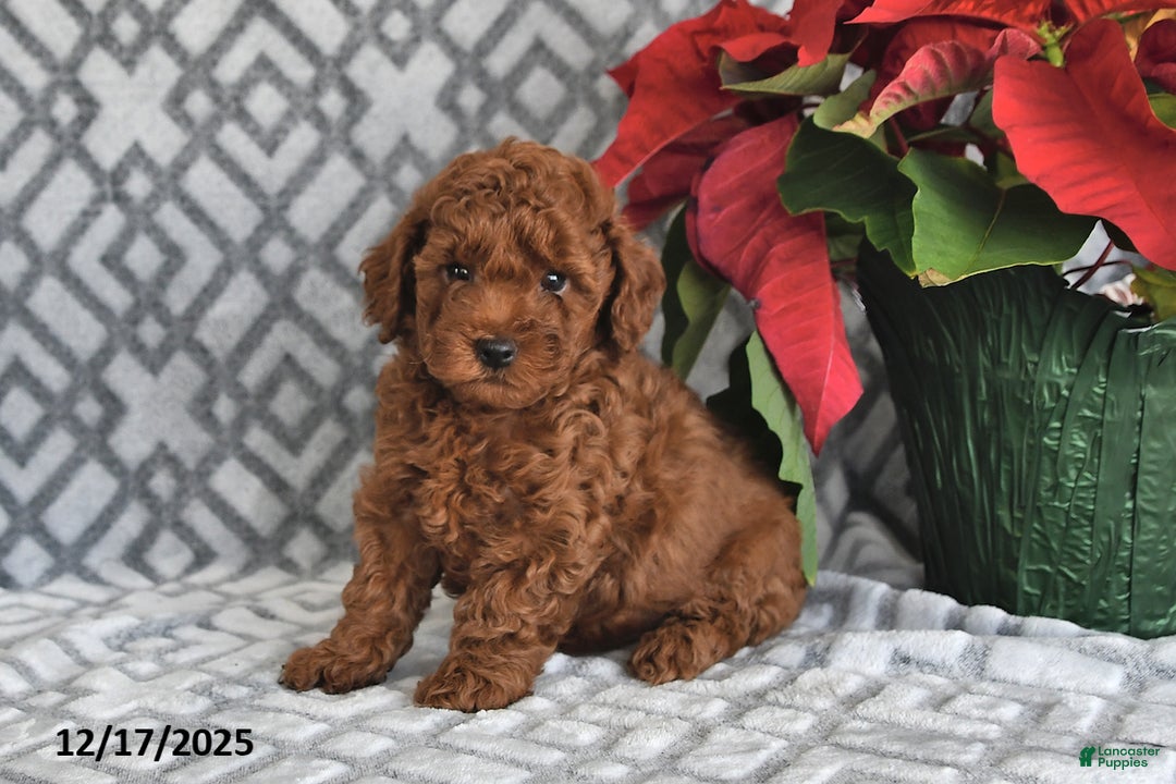 Bichpoo dogs for sale: Copper - Ad 4