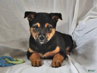 Mixed Breed dogs - Ad 12