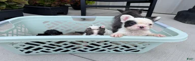French Bulldog 4