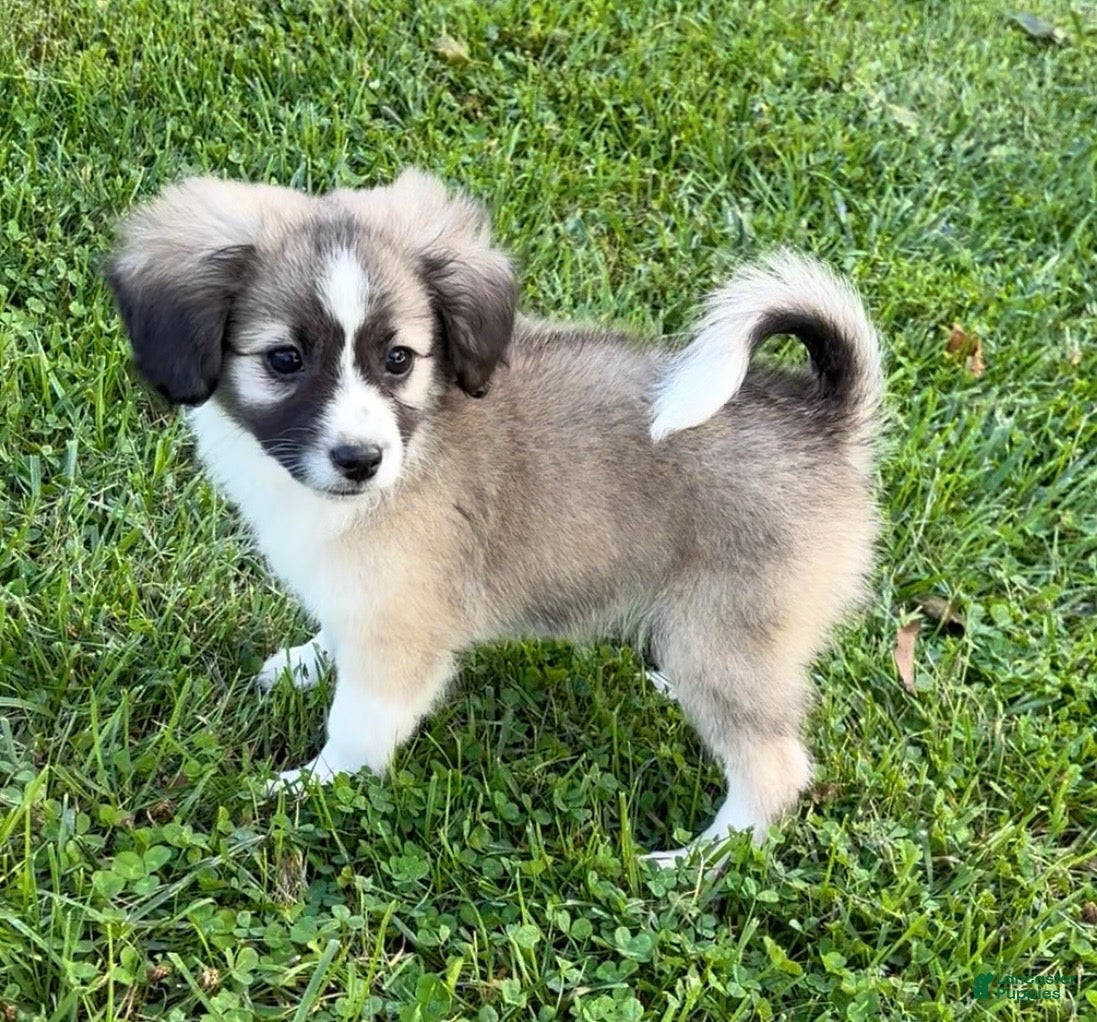 Mini Aussiedoodle dogs Kayne - Ad 1