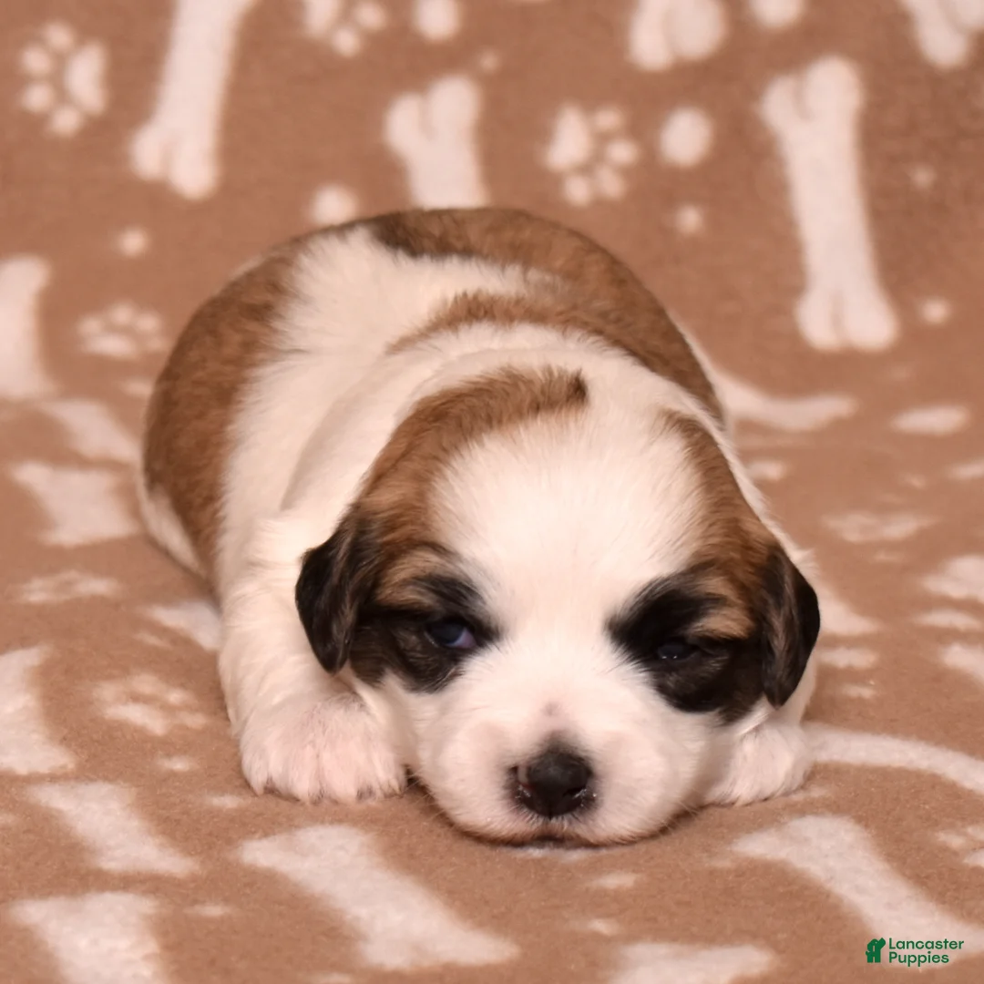 Coton De Tulear dogs for sale: Jasmine - Ad 6