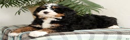 Mini Bernedoodle dogs for sale: Bingo - Ad 2