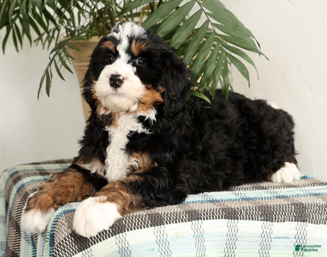 Mini Bernedoodle dogs for sale: Bingo - Ad 2