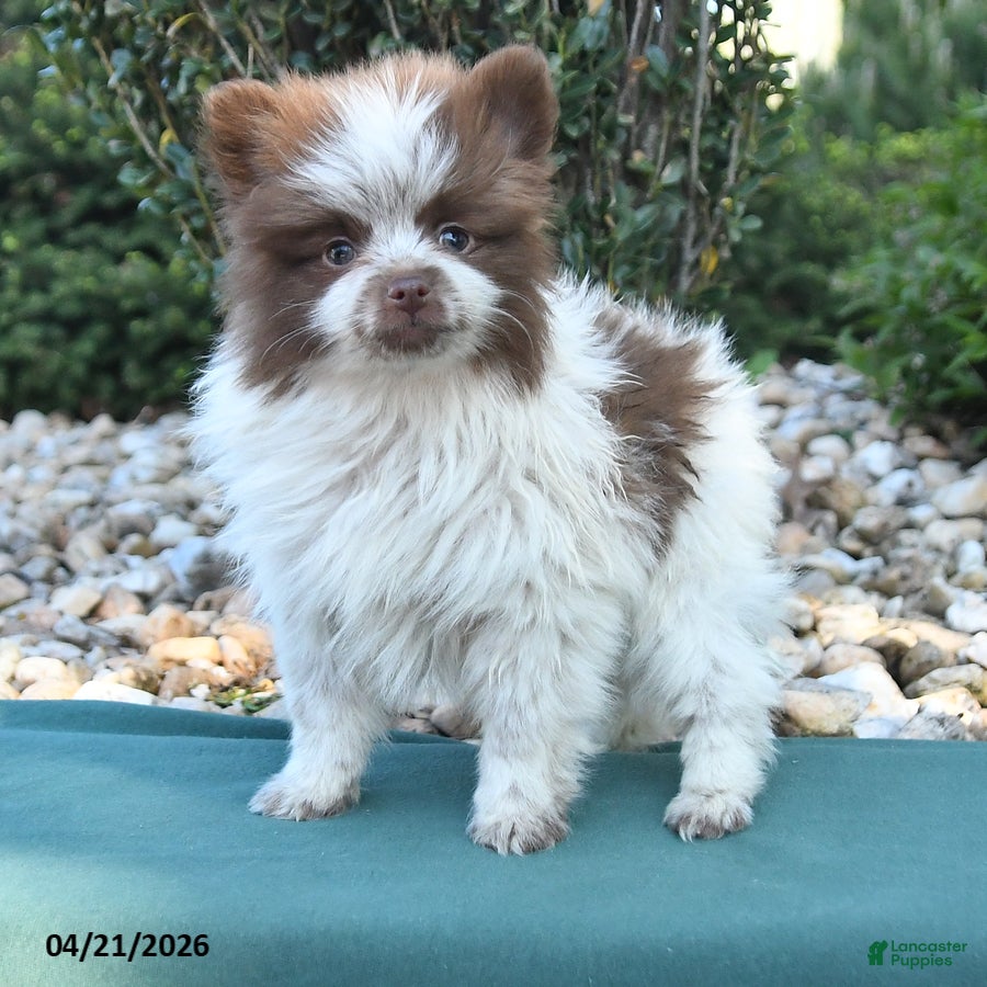 Pomeranian dogs Prince   - Ad 2
