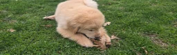Golden Retriever dogs for sale: Golden Retriever Puppy 1 - Ad 3