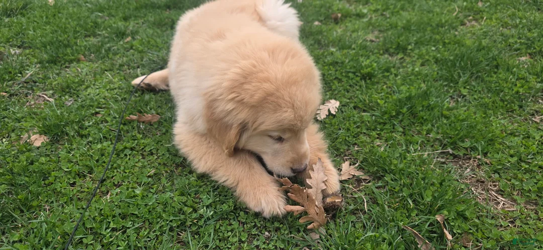 Golden Retriever dogs for sale: Golden Retriever Puppy 1 - Ad 3