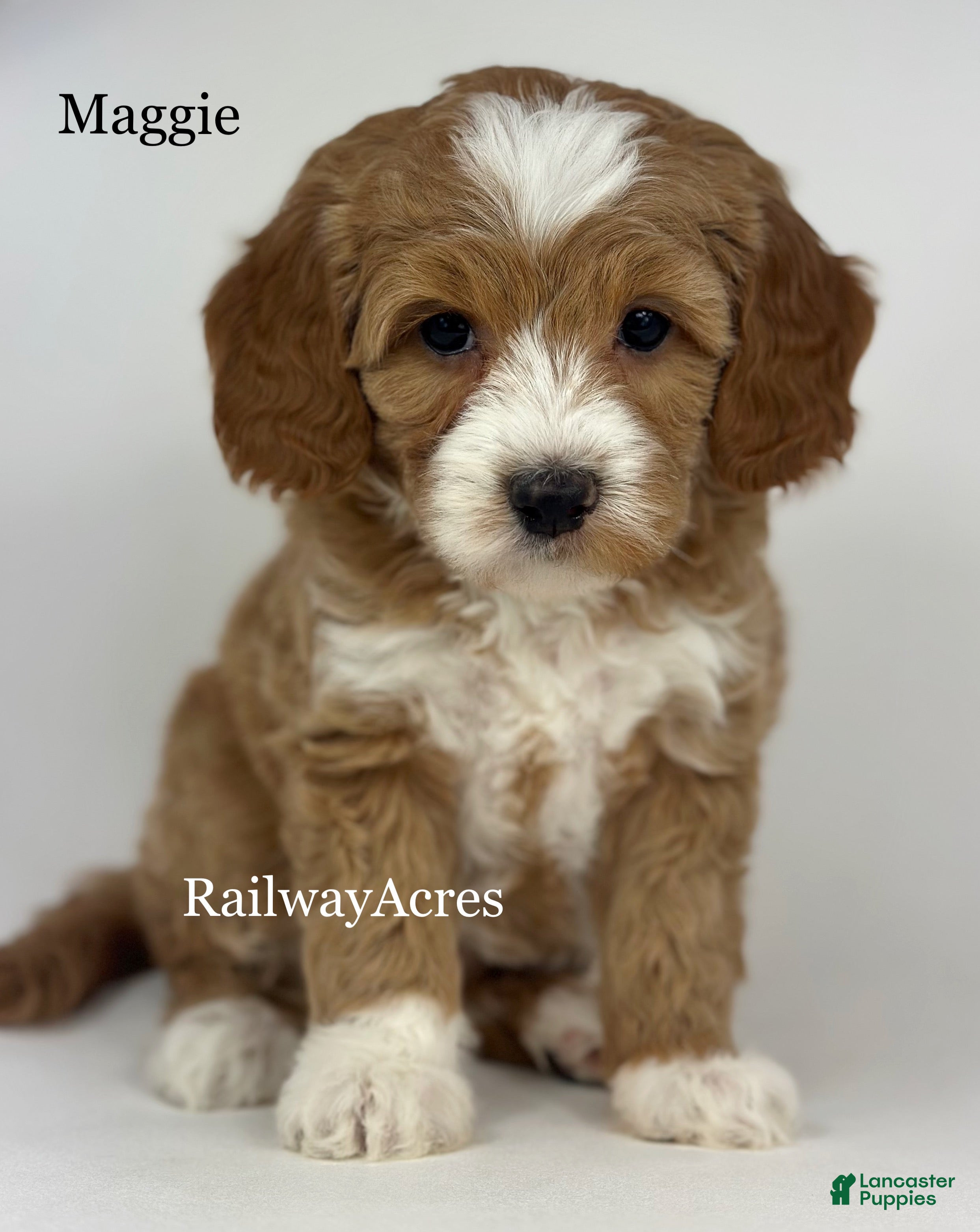 Goldendoodle dogs Maggie- F1b Mini - Ad 37