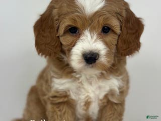 Goldendoodle dogs Maggie- F1b Mini - Ad 37