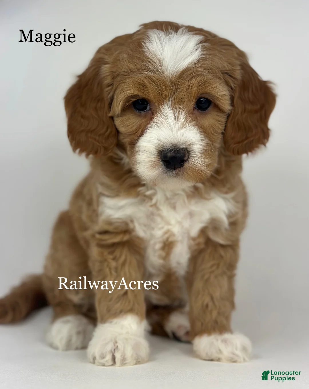 Goldendoodle dogs for sale: Maggie- F1b Mini - Ad 1