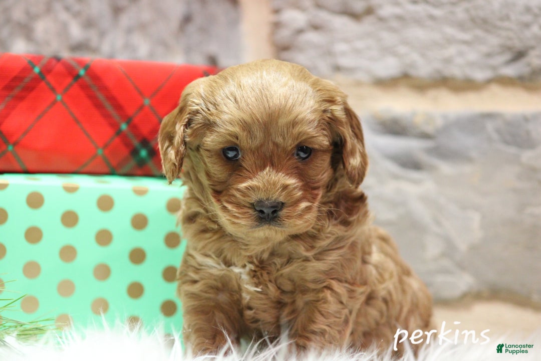 Cavapoo dogs for sale: Perkins - Ad 1