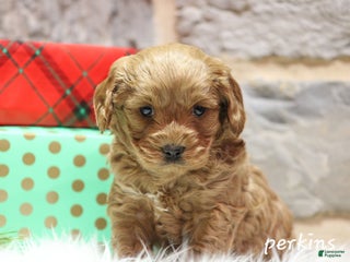 Cavapoo dogs Perkins - Ad 21
