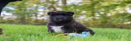 Akita dogs for sale: Bear - Ad 8