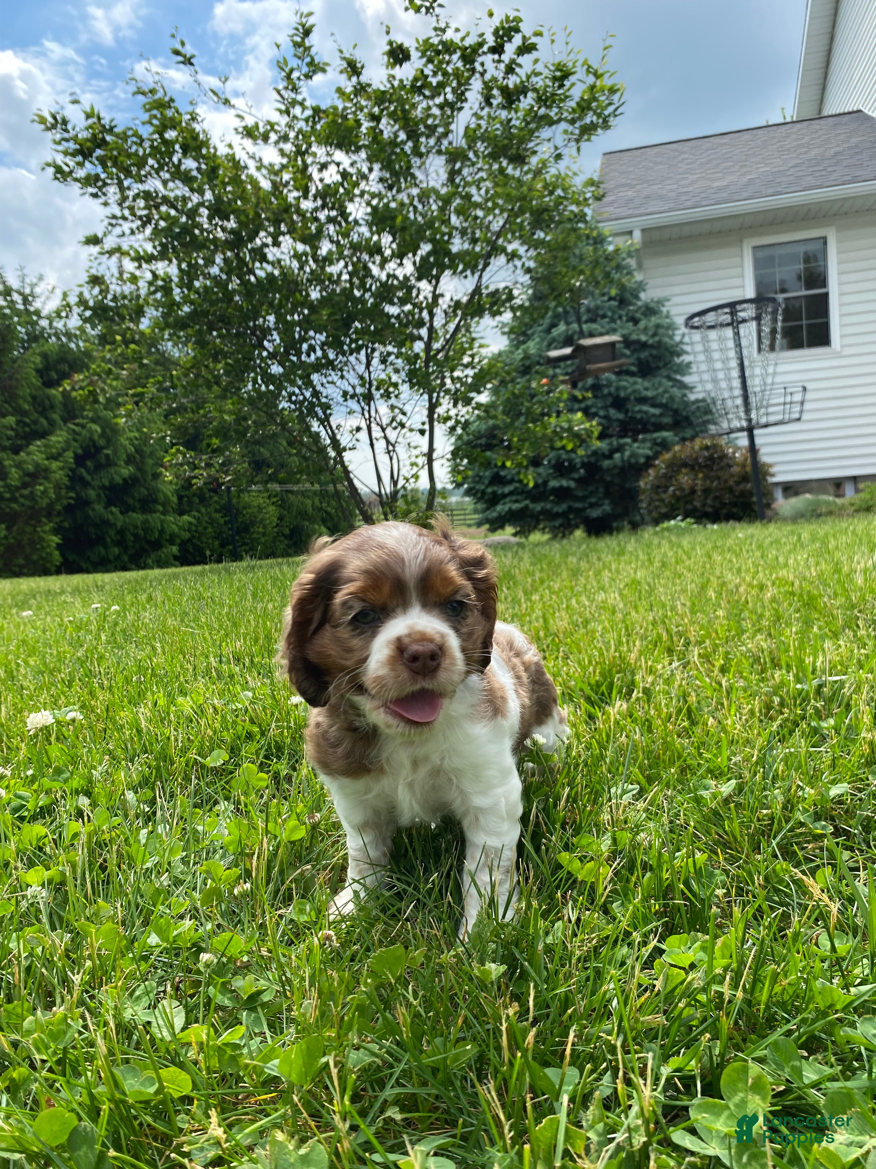 Cocker Spaniel dogs Abby - Ad 2