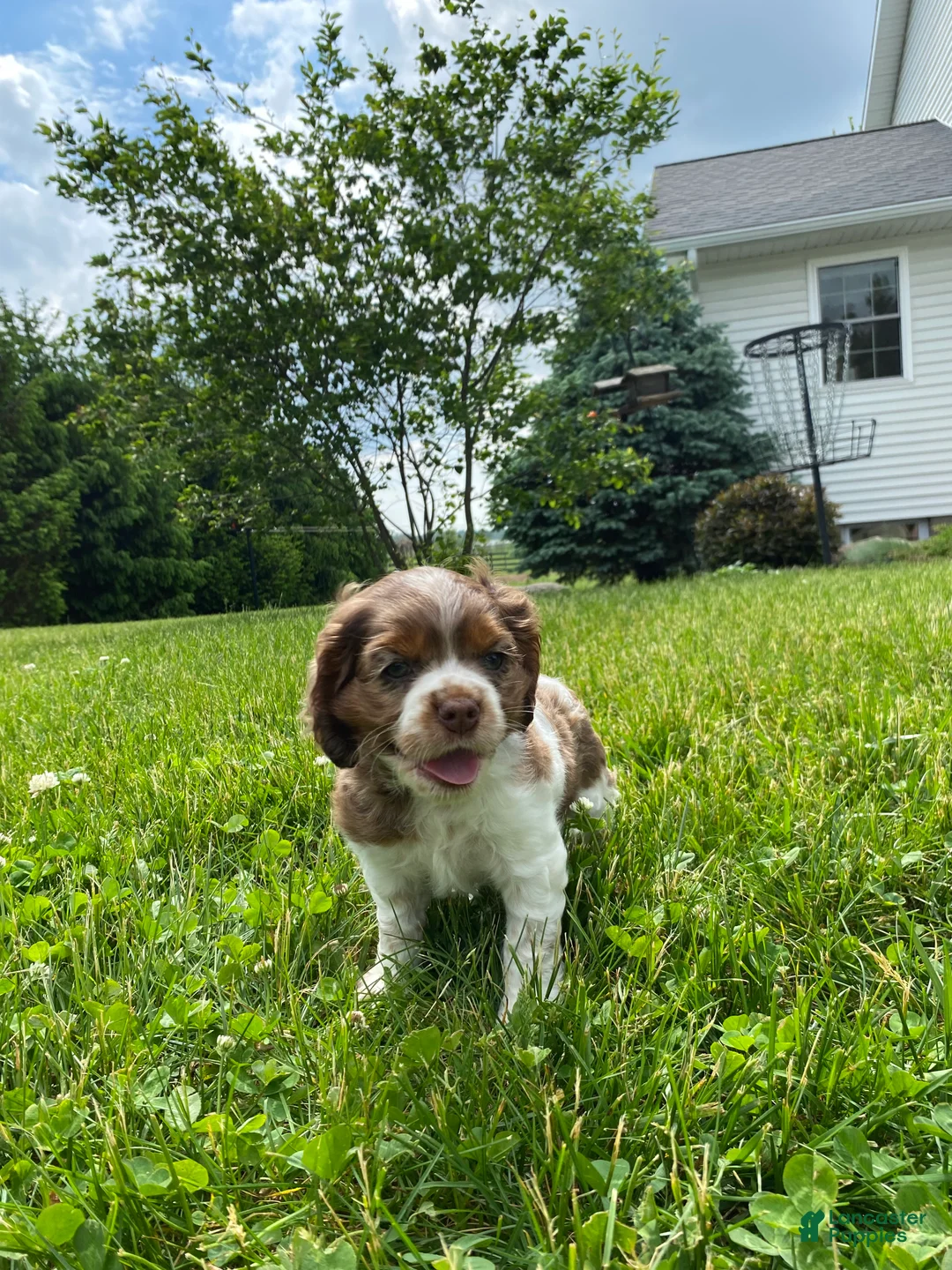 Cocker Spaniel dogs for sale: Abby - Ad 2