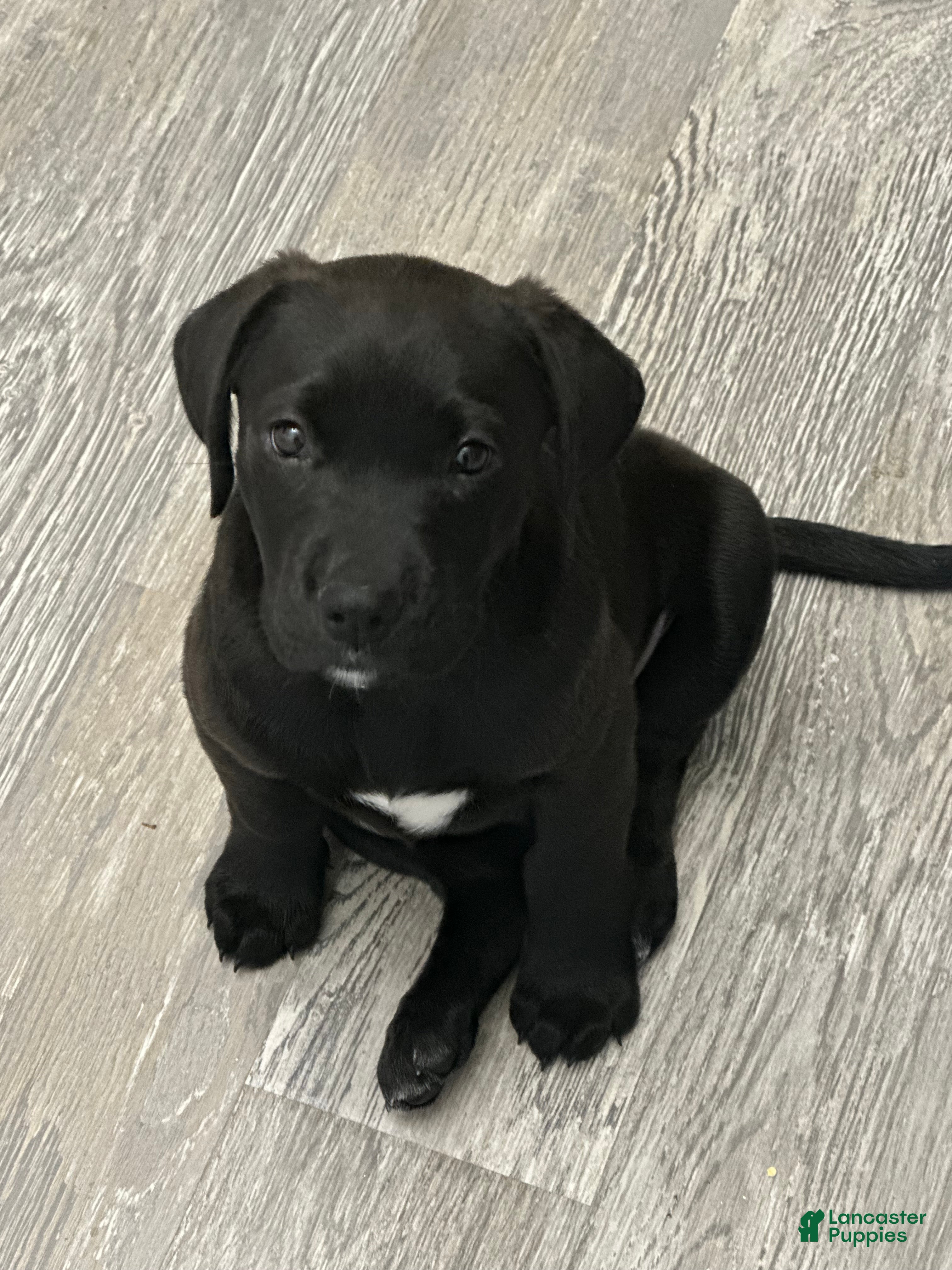 Goldador dogs Goldador Puppy 1 - Ad 11