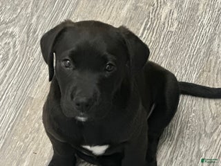 Goldador dogs Goldador Puppy 1 - Ad 1