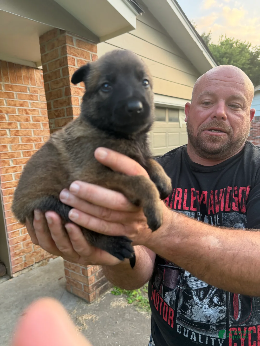 Belgian Malinois dogs for sale: Belgian Malinois 7 - Ad 2