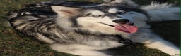 Siberian Husky dogs for sale: Siberian Husky Puppy 1 - Ad 2