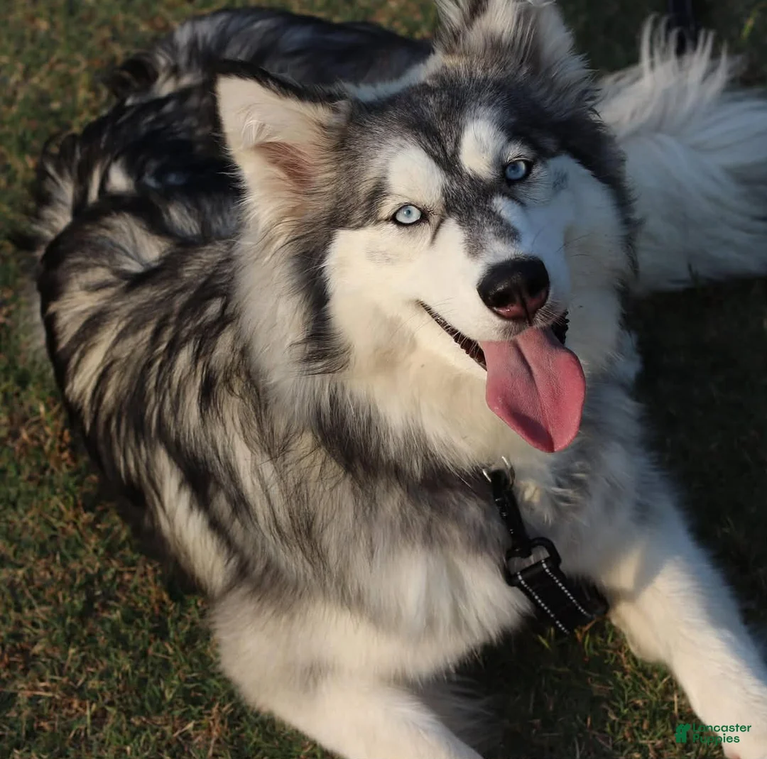 Siberian Husky dogs for sale: Siberian Husky Puppy 2 - Ad 2