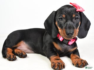 Miniature Dachshund dogs - Ad 25