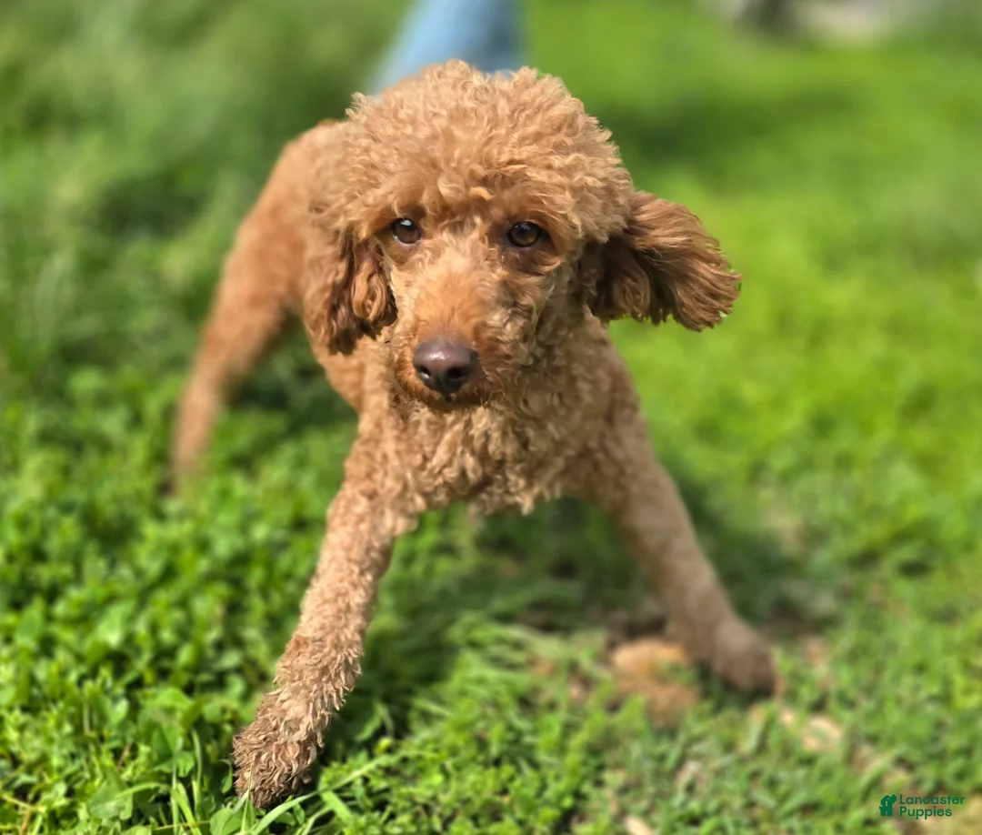 Cockapoo dogs for sale: Tinkerbell - Ad 8