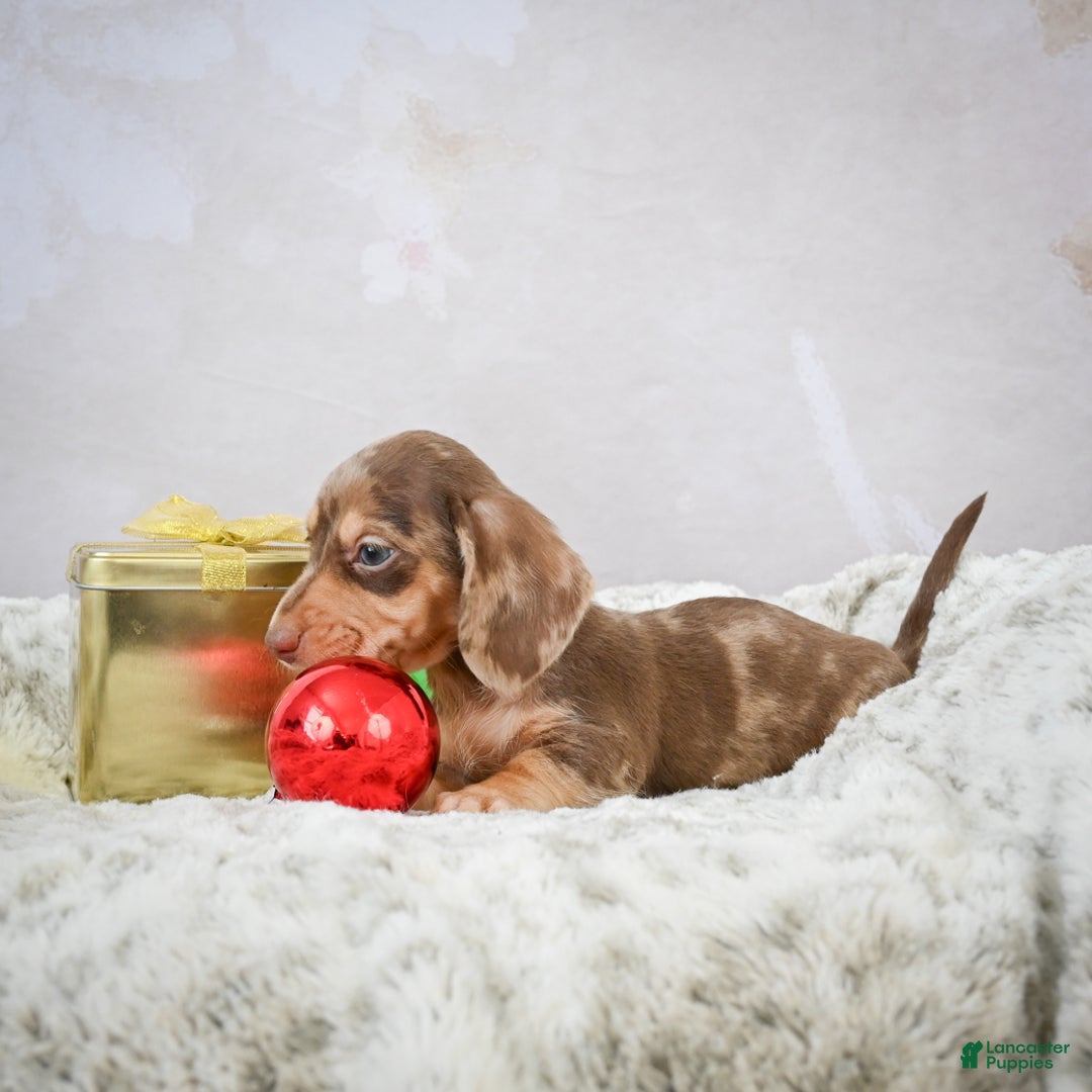 Miniature Dachshund dogs for sale: Eloise - Ad 9